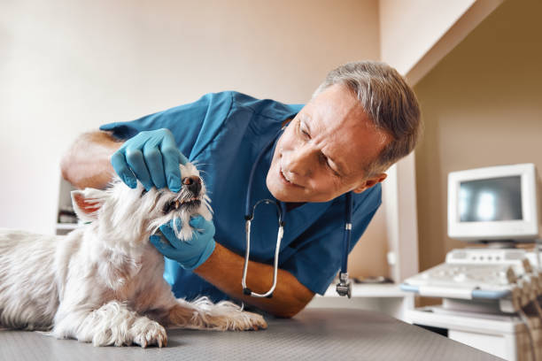 Best Weekend Emergency Dentist in Brownsville, OR